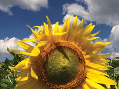 ПСФ4639 - Фото