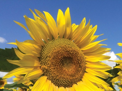 НХК12М010 - Фото